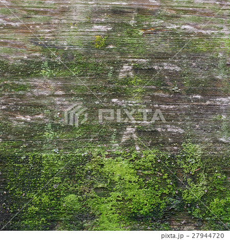 Green moss on wood Green moss on wood 27944720