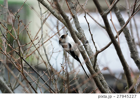 ピンクの小鳥、エナガ―2 ピンクの小鳥、エナガ―2 27945227