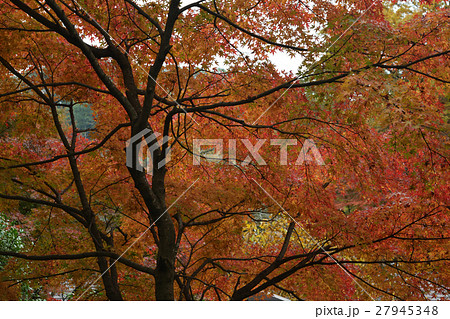 高尾山 高尾山口 エコーリフト山麓駅 紅葉 高尾山 高尾山口 エコーリフト山麓駅 紅葉 27945348