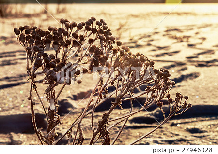 frozen sagebrush bushes in the winter  27946028