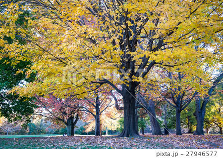 landscape landscape 27946577