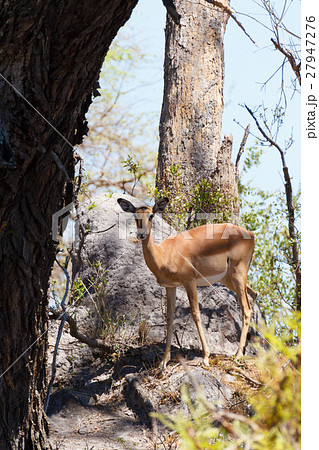 Impala antelope africa safari wildlife wilderness Impala antelope africa safari wildlife wilderness 27947276