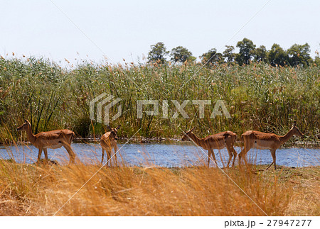 Impala antelope africa safari wildlife wilderness Impala antelope africa safari wildlife wilderness 27947277