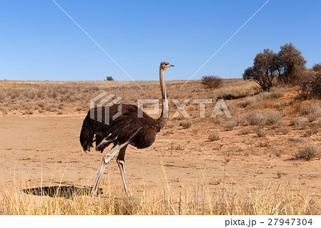 Ostrich, Kgalagadi, South Africa, safari wildlife 27947304