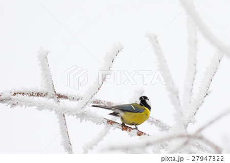 beautiful small bird great tit in winter 27947322