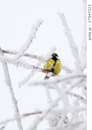 beautiful small bird great tit in winter 27947323