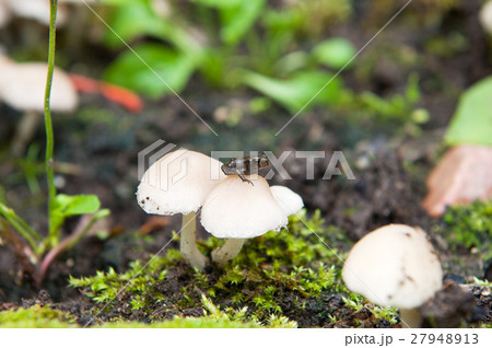 Frog on mushroom Frog on mushroom 27948913