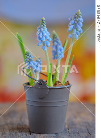 Muscari botryoides flowers Muscari botryoides flowers 27948930