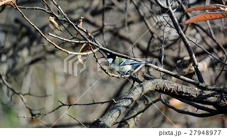 栗林の中の、四十雀―5 栗林の中の、四十雀―5 27948977