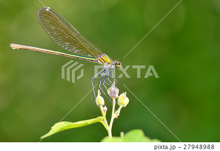 dragonfly in forest (coleopteres splendens) 27948988