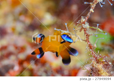 ウミウシ 27949094