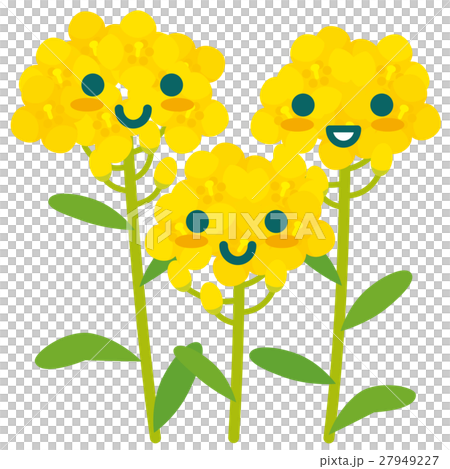 菜の花の親子 27949227