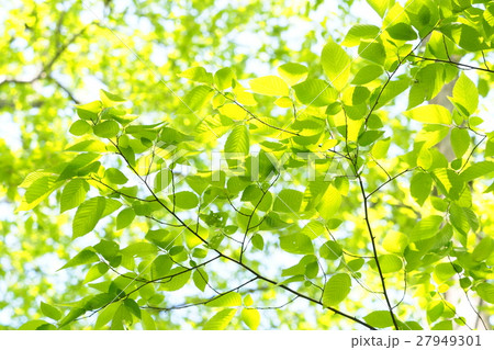 新緑 27949301