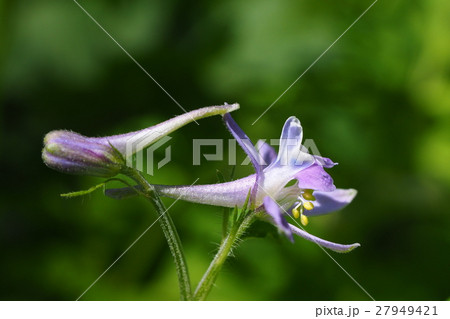 セリバヒエンソウの花 セリバヒエンソウの花 27949421