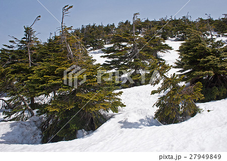 苗場山のオオシラビソ林 苗場山のオオシラビソ林 27949849