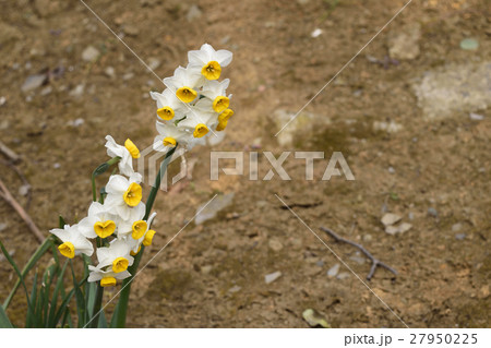 都会に咲くラッパスイセン 27950225