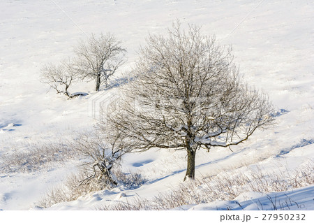 Winter mountain scenery in Bieszczady mountains Winter mountain scenery in Bieszczady mountains 27950232