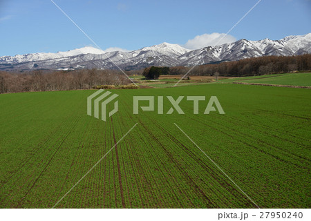 秋まき小麦が芽を出し緑になった畑と残雪の狩場山を奥に配して撮影 秋まき小麦が芽を出し緑になった畑と残雪の狩場山を奥に配して撮影 27950240