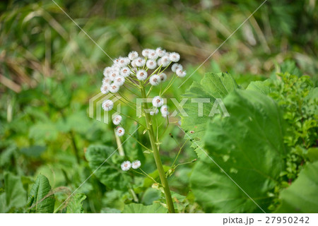 フキノトウが花開いて綿毛を作り風で飛んでいきそうな状態を撮影 フキノトウが花開いて綿毛を作り風で飛んでいきそうな状態を撮影 27950242