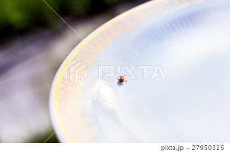 Bug creeps on white plate 27950326
