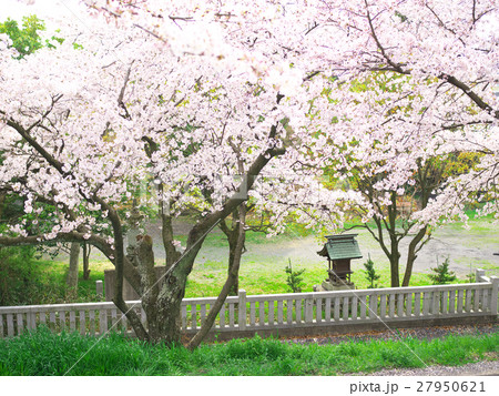桜に囲まれた小さな社 桜に囲まれた小さな社 27950621