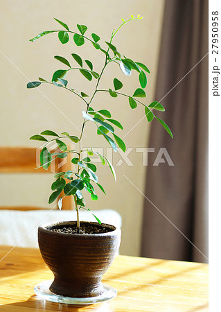 観葉植物 シルクジャスミンの鉢植えの写真素材