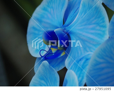 青い胡蝶蘭のアップの写真素材