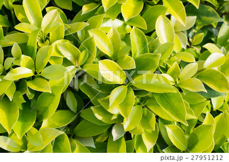 green leaf background 27951212