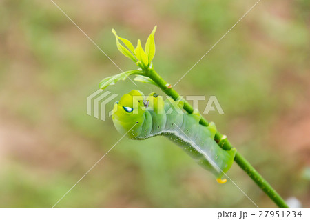 caterpillar green eating caterpillar green eating 27951234