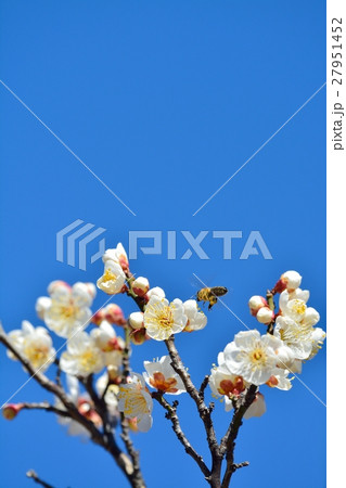 梅の花と蜜蜂と青空(N) 27951452