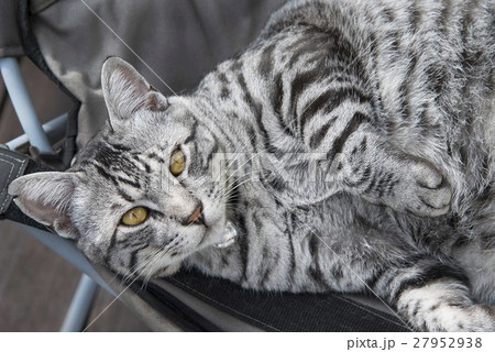 グレーのしま猫 27952938