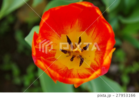 チューリップ チューリップ 27953166