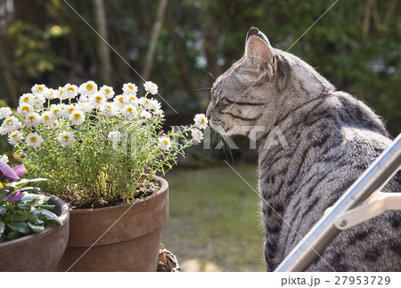 猫と花 猫と花 27953729