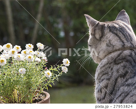 優しい猫の後ろ姿と花 27953824
