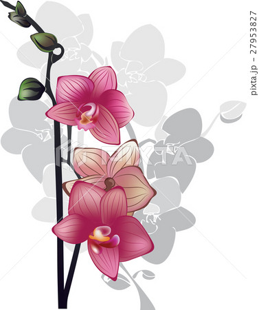 branch of pink orchids on a white background 27953827