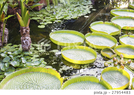 パラグアイオニバス 27954483