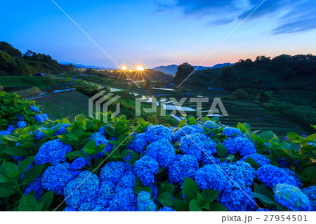 千早赤阪村棚田 夕暮れ 千早赤阪村棚田 夕暮れ 27954501