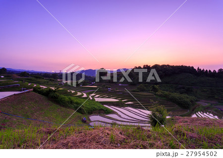千早赤阪村棚田 夕暮れ 27954502