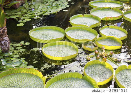 パラグアイオニバス 27954515