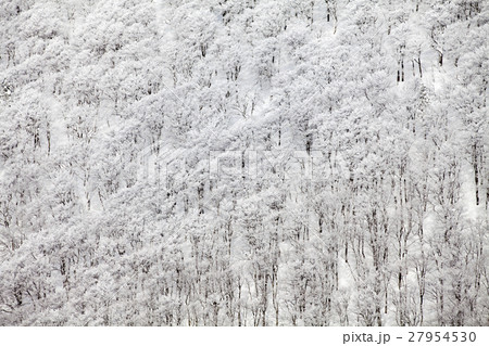 秋田県北秋田市 森吉山の樹氷 27954530