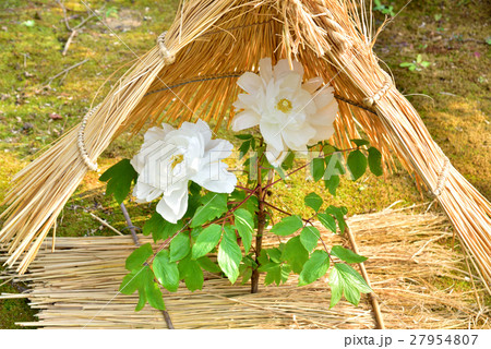 筥崎宮の冬牡丹 27954807