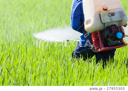 farmer spraying pesticide in the rice field farmer spraying pesticide in the rice field 27955303