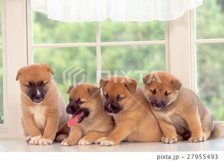 かわいい仔犬 かわいい仔犬 27955493