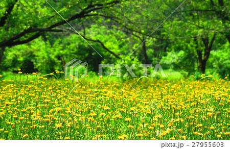 和光樹林公園のブタナ(タンポポモドキ)のある風景 和光樹林公園のブタナ(タンポポモドキ)のある風景 27955603