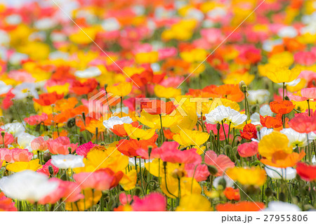 ポピー畑 27955806