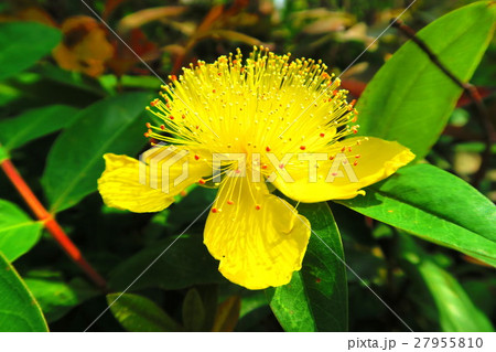 ヒペリカム カリシナムの花の写真素材