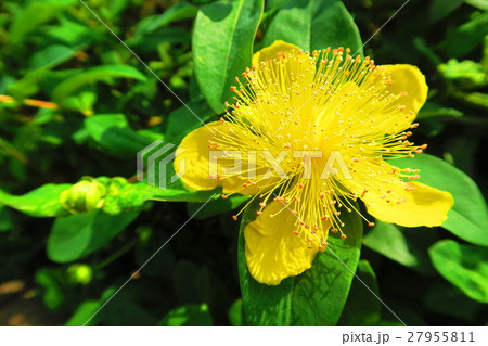 ヒペリカム カリシナムの花の写真素材