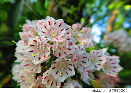 カルミア アメリカシャクナゲ の花の写真素材