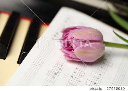 Tulip flower on note paper 27956010