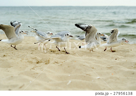 Seagulls are fighting for a piece of bread. Seagulls are fighting for a piece of bread. 27956138